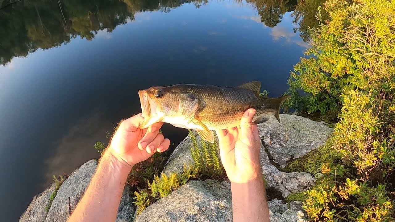 Pond Scum Diaries 9: Bass, Bluegill, & A BIG Surprise Catch - YouTube