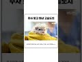 주사맞고 화난 고슴도치 졸귀ㅋㅋㅋㅋㅋ 고슴도치 shorts