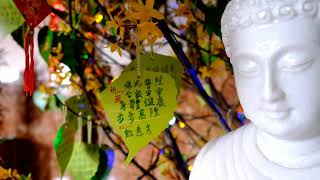 The Wishing Tree | 許願樹 2020 Ching Kwok Temple Toronto 多倫多正覺寺