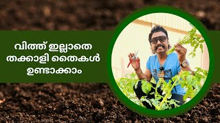 വിത്ത് ഇല്ലാതെ തക്കാളി തൈകൾ ഉണ്ടാക്കുന്ന രീതി | PROPAGATING TOMATO PLANTS