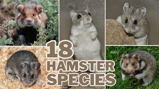 Meet the 18 Hamster Species 🐹