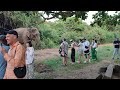 tourists feed wild elephants at udawalawe national park.sri lanka. ❤️ srilanka elephant wildlife