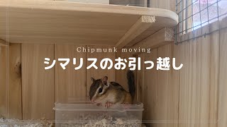 シマリスのお引っ越し｜Chipmunk moving