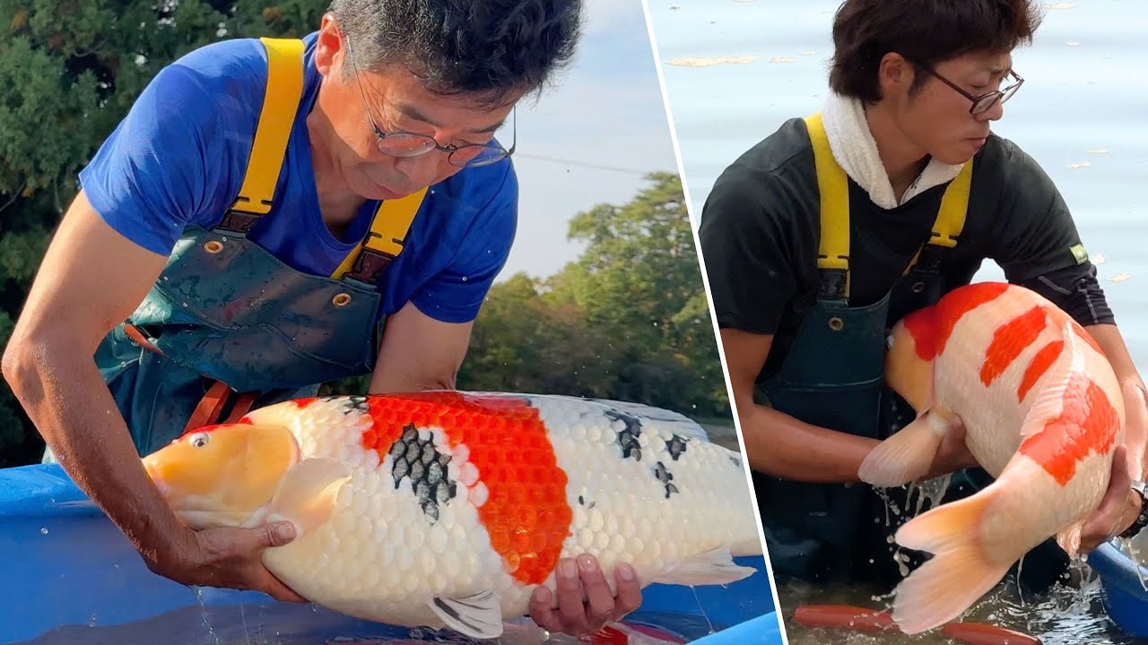 Why Koi Fish Are So Expensive The Most Expensive Koi Fish In The