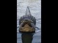 gigantic alligator bellows ‼️‼️‼️ shorts gatorland