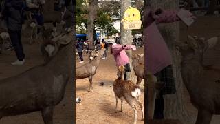 じらす観光客に愛の天罰、落とさせていただきますBy Deer🫎