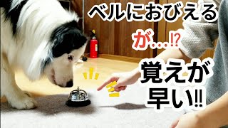 初めてのベルに怯えた犬が鳴らせるようになるまで。ボーダーコリー