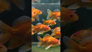Con Cá  (Fish) #shorts #animals