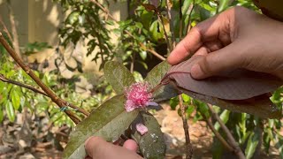 Purple guava ✨#fruits #healthy #homegarden #healthylifestyle