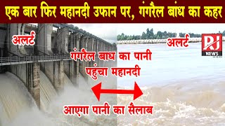 Mahanadi River पंहुचा गंगरेल बांध का पानी | एक बार फिर महानदी उफान पर | देखिए | RJ News Chhattisgarh