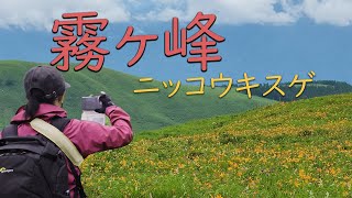 【 長野県 】霧ヶ峰高原をトレッキングしよう♪