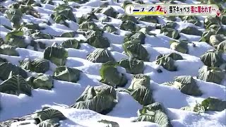 雪がない！？暖冬で困った！　雪の下でおいしさ増す「雪下キャベツ」　農家はいつもの降雪を期待 (23/12/25 18:45)