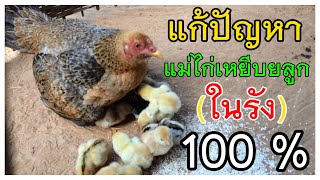 #การเลี้ยงไก่ให้รอด แก้ปัญหาแม่ไก้เหยียบลูก เนื่องจากไก่พักลูกไก่ ไม่หมด ทำไงไปดูกัน