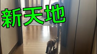 【猫動画】初めて1階に踏み込んだねこ　#19　-cat entering an unexplored room-