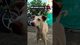 देसी बालक वीवो🐕❤️#dog #doglover #dogshorts #petlover #viral #bhopal #trending #minivlog #dogtraining
