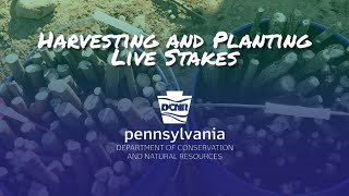 Harvesting and Planting Live Stakes