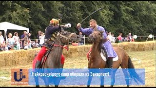 Найкрасивішого коня обирали на Закарпатті