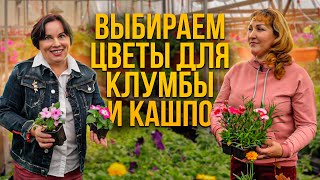 Выбираем цветы для клумбы