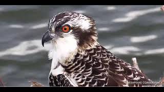 ~Chesapeake Conservancy Osprey - Karmienie i piękne zbliżenie młodego Rybołowa~