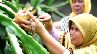 Sebuah Berkah Bagi Petani di Sumatera Barat