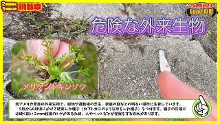 【注意喚起】外来生物メリケントキンソウに注意！　5月から6月頃にかけて結実した種子（カブトガニのような形をした種子）をつけます。種子の先端にはトゲがあるため、人やペットなどが怪我をする恐れがあります。