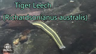 Tiger Leech