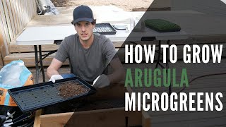 Arugula Microgreens How To Grow From Seed To Harvest With Step-By-Step Instructions!