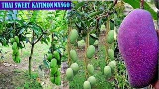 Thai Katimon Mango Farming (All Time Sweet Mango) Contact:6294615099