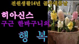 전원생활14년 골무네 향기로운 봄날 이야기. 크리스마스로즈, 히아신스.