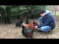 apprivoiser vos poules 3 techniques facile et efficace