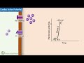 action potential in cardiac muscle heart cardiovascular physiology