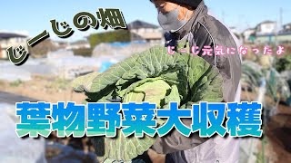 【じーじの畑】葉物野菜大収穫！