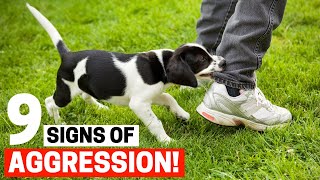 9 Signs your Dog is Aggressive! (Red Flags to Watch out for)