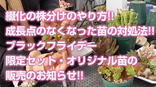 【多肉植物】綴化の株分けのやり方!!成長点のなくなった苗の対処法!!ブラックフライデー限定セット・オリジナル苗の販売のお知らせ!!【succulent】トロピカルガーデン