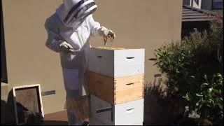 澳洲养蜂（Australian Beekeeping）, 检查蜂箱