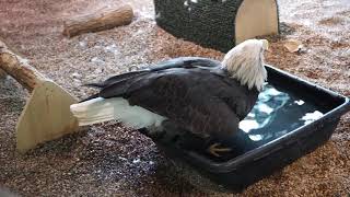 Adventures in Eagle Territory: Eagle Bathing (featuring Columbia)