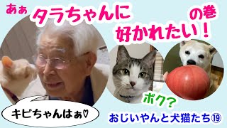 おじいやんと犬猫たち⑲キビちゃん大好きだけどタラちゃんにも好かれたい！トマトが美味しいや！の巻