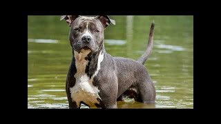 Las 5 Raza de perros más peligrosos del mundocuriosidestvpitbull Rottweiler Perrospelig