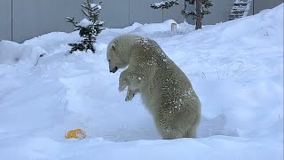 20250101:今日の円山動物園