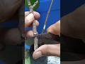 Planting & Grafting Care | jackfruit grafting