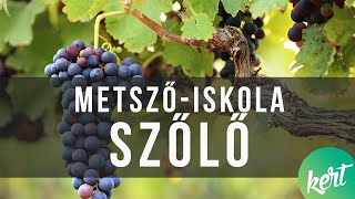 A szőlő metszése - idős szőlő ifitása | kert TV metsző-iskola