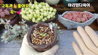 동형다육 방울복랑 키우기?방울복랑 키우기 쉬울것같지만 어럽죠^^(succulent, 多肉植物)