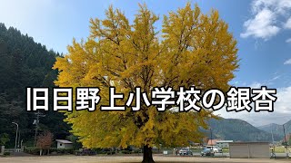 鳥取県日野郡日南町 旧日野上小学校の銀杏