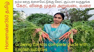 வீட்டுத்தோட்டம் கேரட் விதைப்பு முதல் அறுவடை வரை | Carrot Cultivation | Carrot Growing