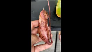 INTRODUCING MY NEPENTHES BOSCHIANA X MIRA