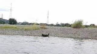 甲斐犬 河原での呼び戻し