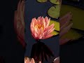 Water Lilies Blooming Timelapse at Reynolda Gardens