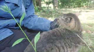 こちらの縄張りまでお迎えに来てたグリーンの瞳が綺麗なチビ太君❗シャムさんも居ます(笑)‼️尻尾フリフリ⤴️帽子にスリスリ⤴️可愛いでしょ❤️