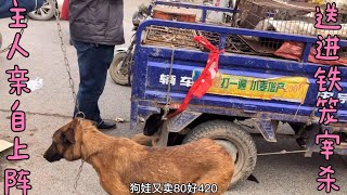 吃奶的馬犬被一窩賣掉宰殺，網友：如果不能負責，一開始就不要養