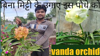 How To Grow And Care Of VANDA Orchids Easily At Your Home